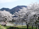 川サクラの花.JPG