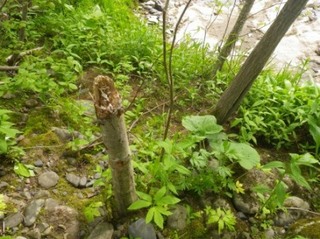IMGP1070.JPG